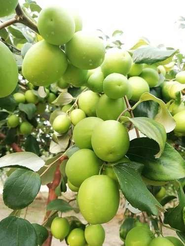 Miss India Apple Ber 3ft